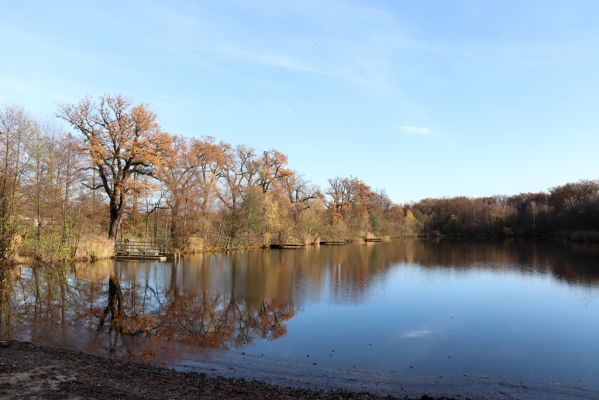 Karlovice, 18.11.2020
Sedmihorky, rybník Bažantník.
Klíčová slova: Karlovice Sedmihorky Bažantník dubová alej