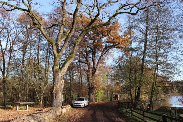 Karlovice, 18.11.2020
Sedmihorky, dubová alej u Bažantníku.
Klíčová slova: Karlovice Sedmihorky Bažantník dubová alej