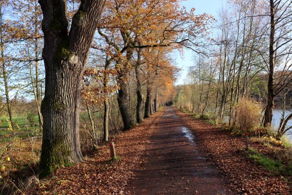 Karlovice, 18.11.2020
Sedmihorky, dubová alej u Bažantníku.
Schlüsselwörter: Karlovice Sedmihorky Bažantník dubová alej