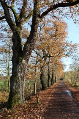 Karlovice, 18.11.2020
Sedmihorky, dubová alej u Bažantníku.
Mots-clés: Karlovice Sedmihorky Bažantník dubová alej