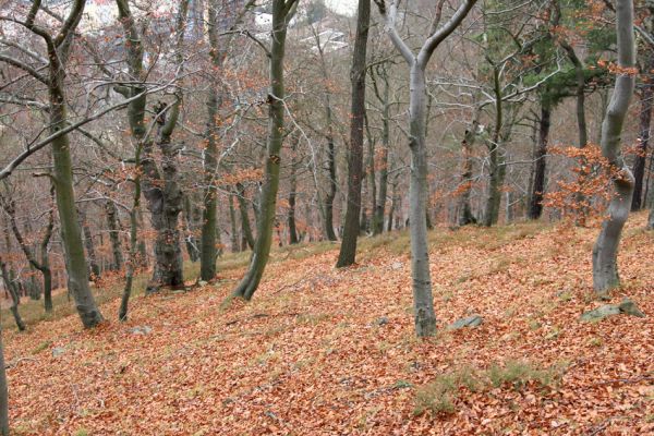 Karlovy Vary, 18.11.2009
Listnatý les na jižním svahu Jeleního skoku.
Klíčová slova: Slavkovský les Karlovy Vary Jelení skok