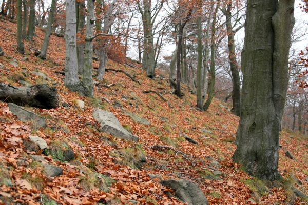 Karlovy Vary, 18.11.2009
Listnatý les na jižním svahu Jeleního skoku.
Klíčová slova: Slavkovský les Karlovy Vary Jelení skok