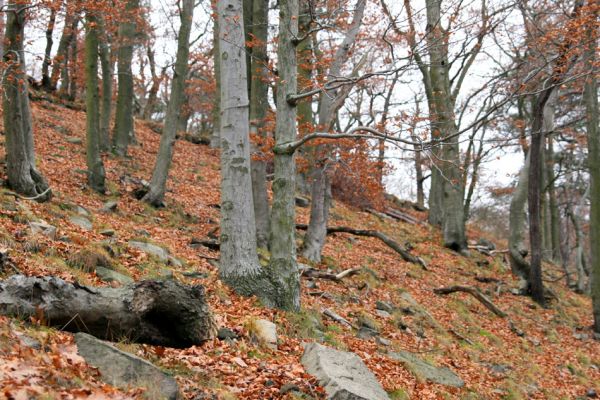 Karlovy Vary, 18.11.2009
Listnatý les na jižním svahu Jeleního skoku.
Schlüsselwörter: Slavkovský les Karlovy Vary Jelení skok