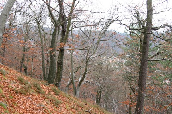 Karlovy Vary, 18.11.2009
Listnatý les na jižním svahu Jeleního skoku.
Klíčová slova: Slavkovský les Karlovy Vary Jelení skok