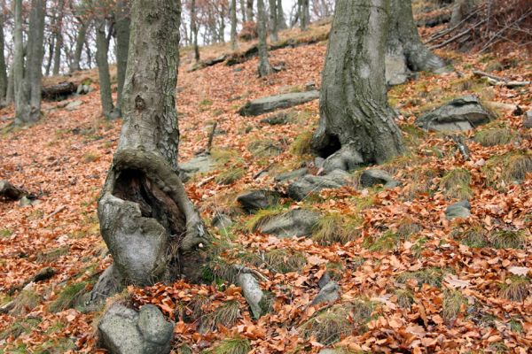 Karlovy Vary, 18.11.2009
Dutý buk v lese na jižním svahu Jeleního skoku osídlený kovaříky Crepidophorus mutilatus.
Klíčová slova: Slavkovský les Karlovy Vary Jelení skok Crepidophorus mutilatus