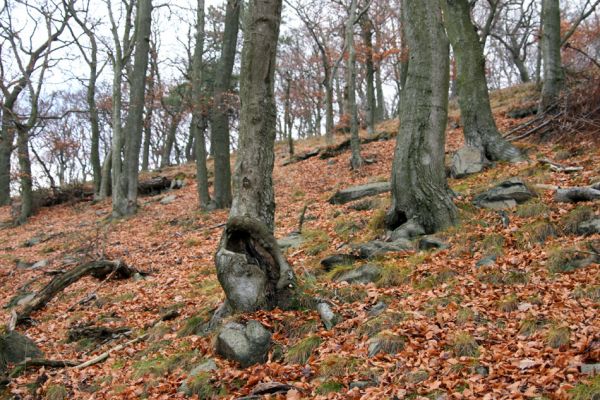 Karlovy Vary, 18.11.2009
Dutý buk v lese na jižním svahu Jeleního skoku osídlený kovaříky Crepidophorus mutilatus.
Schlüsselwörter: Slavkovský les Karlovy Vary Jelení skok Crepidophorus mutilatus