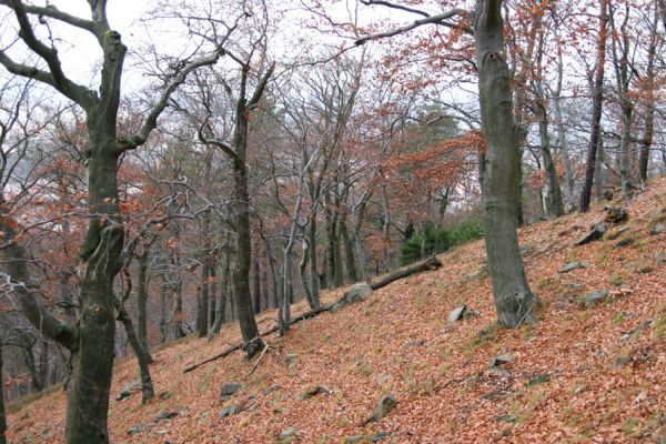 Karlovy Vary, 18.11.2009
Listnatý les na jižním svahu Jeleního skoku.
Klíčová slova: Slavkovský les Karlovy Vary Jelení skok