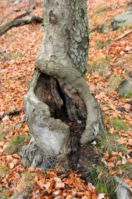 Karlovy Vary, 18.11.2009
Dutý buk v lese na jižním svahu Jeleního skoku osídlený kovaříky Crepidophorus mutilatus.
Schlüsselwörter: Slavkovský les Karlovy Vary Jelení skok Crepidophorus mutilatus