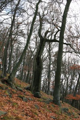 Karlovy Vary, 18.11.2009
Listnatý les na jižním svahu Jeleního skoku.
Klíčová slova: Slavkovský les Karlovy Vary Jelení skok