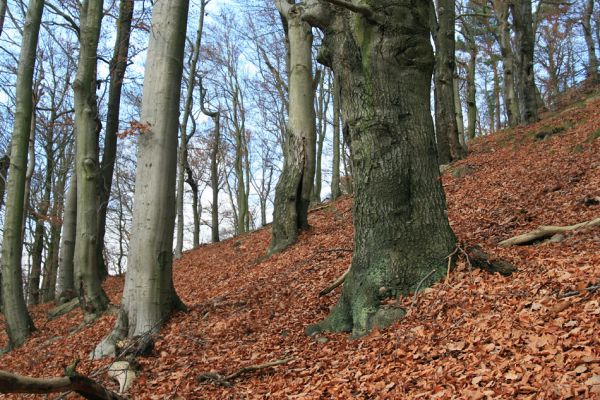 Karlovy Vary, 18.11.2009
Listnatý les na jižním svahu Jeleního skoku.
Mots-clés: Slavkovský les Karlovy Vary Jelení skok Crepidophorus mutilatus