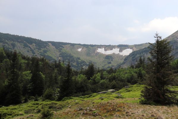 Karpacs, 16.6.2021 
Maly Staw, okolí Łomnice.
Keywords: Krkonoše Karpacs Maly Staw okolí Łomnice