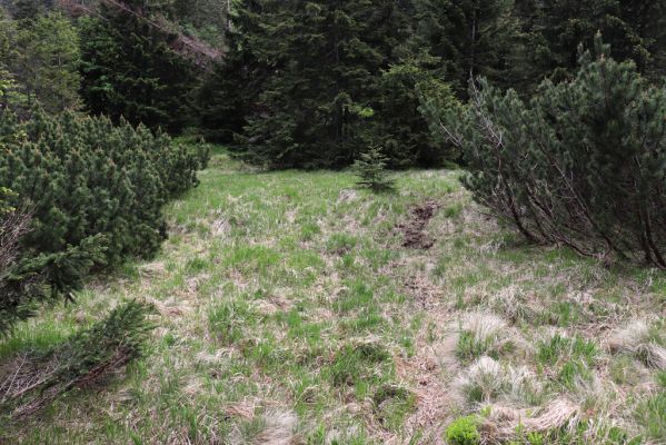 Karpacs, 16.6.2021 
Maly Staw, okolí Łomnice.
Keywords: Krkonoše Karpacs Maly Staw okolí Łomnice