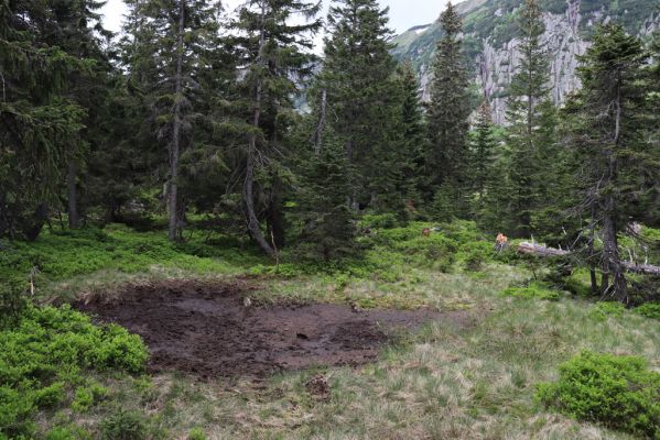 Karpacs, 16.6.2021 
Maly Staw, okolí Łomnice.
Schlüsselwörter: Krkonoše Karpacs Maly Staw okolí Łomnice