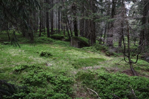 Karpacs, 16.6.2021 
Maly Staw, okolí Łomnice.
Keywords: Krkonoše Karpacs Maly Staw okolí Łomnice