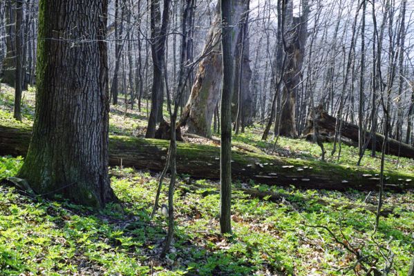Hodruša-Hámre, 31.3.2002
Vrchy - Kašivárová.


Klíčová slova: Hodruša-Hámre Vrchy Kašivárová Hypoganus inunctus