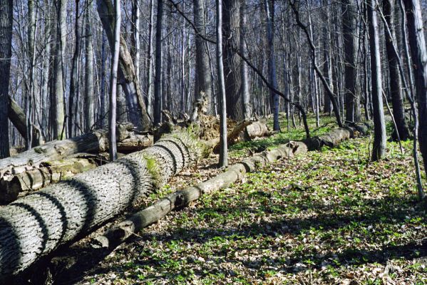 Hodruša-Hámre, 31.3.2002
Vrchy - Kašivárová.


Klíčová slova: Hodruša-Hámre Vrchy Kašivárová Stenagostus rhombeus