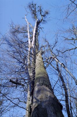 Hodruša-Hámre, 31.3.2002
Vrchy - Kašivárová.



Klíčová slova: Hodruša-Hámre Vrchy Kašivárová