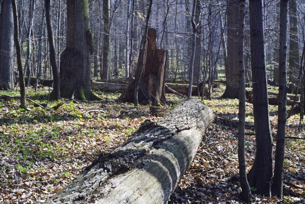 Hodruša-Hámre, 31.3.2002
Vrchy - Kašivárová.


Klíčová slova: Hodruša-Hámre Vrchy Kašivárová Ampedus hjorti Stenagostus rhombeus