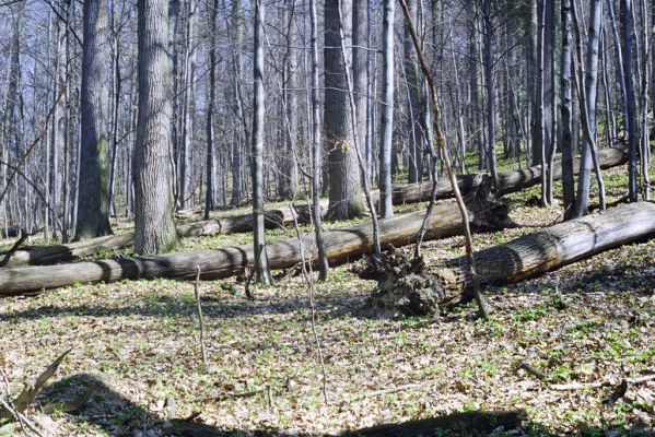 Hodruša-Hámre, 31.3.2002
Vrchy - Kašivárová.

Klíčová slova: Hodruša-Hámre Vrchy Kašivárová