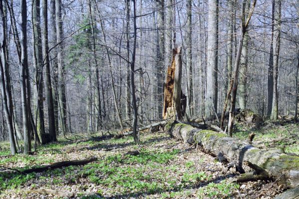 Hodruša-Hámre, 31.3.2002
Vrchy - Kašivárová.


Schlüsselwörter: Hodruša-Hámre Vrchy Kašivárová Ampedus hjorti