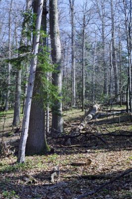 Hodruša-Hámre, 31.3.2002
Vrchy - Kašivárová.


Klíčová slova: Hodruša-Hámre Vrchy Kašivárová