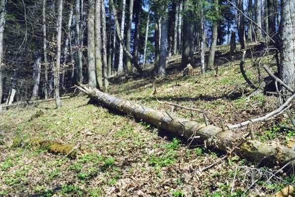 Hodruša-Hámre, 31.3.2002
Vrchy - Kašivárová.



Klíčová slova: Hodruša-Hámre Vrchy Kašivárová Ampedus melanurus