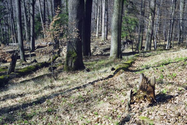 Hodruša-Hámre, 31.3.2002
Vrchy - Kašivárová.



Mots-clés: Hodruša-Hámre Vrchy Kašivárová Ampedus nigerrimus praeustus