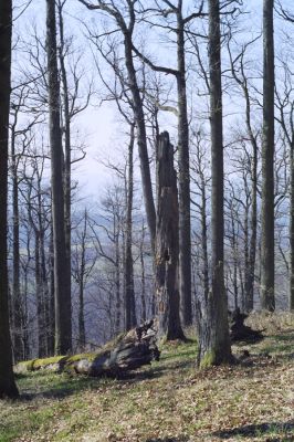 Hodruša-Hámre, 31.3.2002
Vrchy - Kašivárová.



Mots-clés: Hodruša-Hámre Vrchy Kašivárová