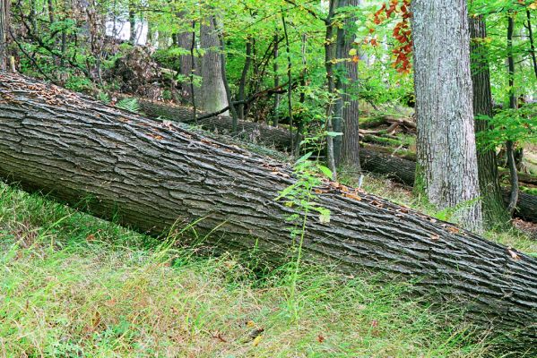 Hodruša-Hámre, 8.10.2005
Vrchy - Kašivárová.
Schlüsselwörter: Hodruša-Hámre Vrchy Kašivárová