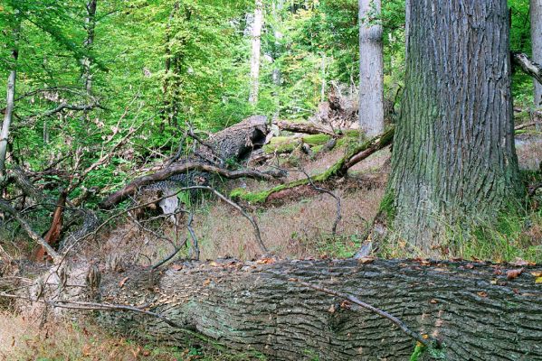 Hodruša-Hámre, 8.10.2005
Vrchy - Kašivárová.



Klíčová slova: Hodruša-Hámre Vrchy Kašivárová