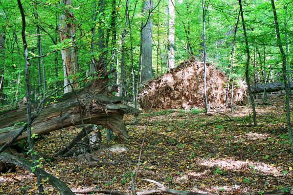 Hodruša-Hámre, 8.10.2005
Vrchy - Kašivárová.


Klíčová slova: Hodruša-Hámre Vrchy Kašivárová