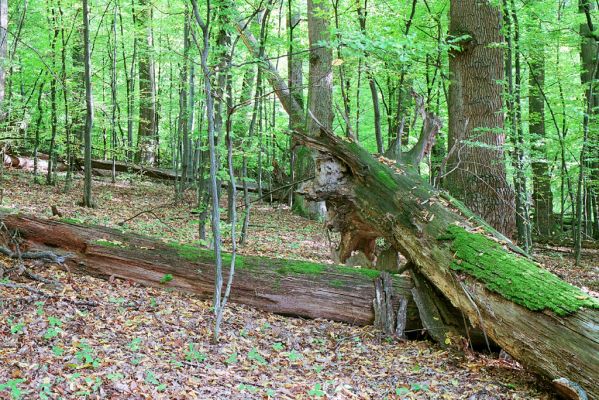 Hodruša-Hámre, 8.10.2005
Vrchy - Kašivárová.



Klíčová slova: Hodruša-Hámre Vrchy Kašivárová