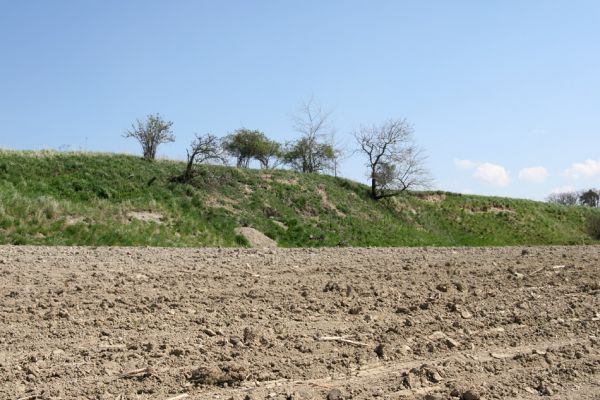 Svatá Kateřina, 14.4.2008
Osluněný sprašový svah jihozápadně od obce.
Keywords: Svatá Kateřina Svatý Mikuláš