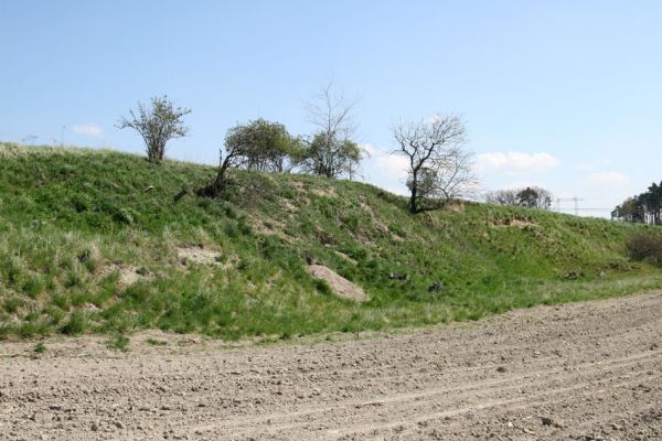Svatá Kateřina, 14.4.2008
Osluněný sprašový svah jihozápadně od obce s norami savců. 
Klíčová slova: Svatá Kateřina Svatý Mikuláš