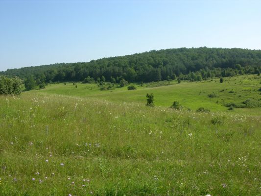 Silická planina - Kečovo, 9.6.2000
Kečovské louky - biotop kovaříka Athous silicensis.



Keywords: Silická planina Kečovo Kečovské louky Athous silicensis