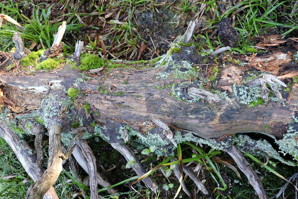 Ostružná, 18.10.2022
Keprník - klimaxová smrčina.
Keywords: Hrubý Jeseník Ostružná Keprník Ampedus auripes aethiops scrofa Denticollis interpositus