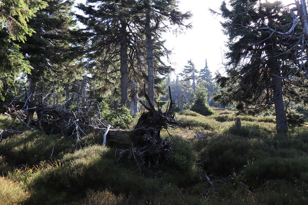 Ostružná, 18.10.2022
Keprník - klimaxová smrčina.
Keywords: Hrubý Jeseník Ostružná Keprník Ampedus auripes aethiops scrofa Denticollis interpositus