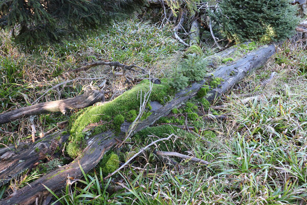 Ostružná, 18.10.2022
Keprník - klimaxová smrčina.
Keywords: Hrubý Jeseník Ostružná Keprník Ampedus auripes aethiops scrofa Denticollis interpositus