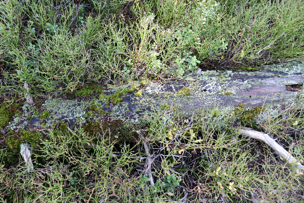 Ostružná, 18.10.2022
Keprník - klimaxová smrčina.
Keywords: Hrubý Jeseník Ostružná Keprník Ampedus auripes aethiops scrofa Denticollis interpositus