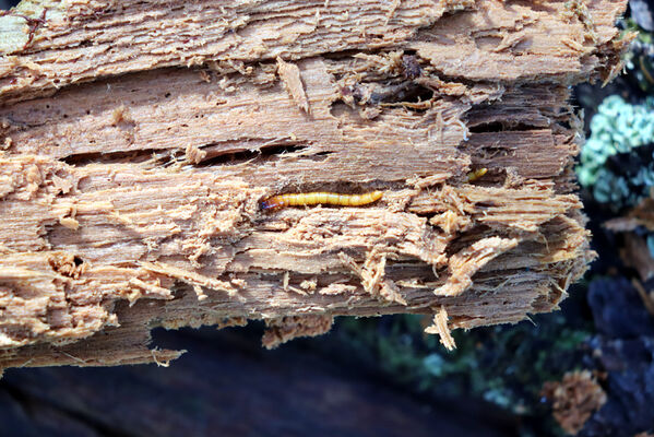 Ostružná, 18.10.2022
Keprník - klimaxová smrčina. Larva kovaříka Ampedus auripes.
Schlüsselwörter: Hrubý Jeseník Ostružná Keprník Ampedus auripes