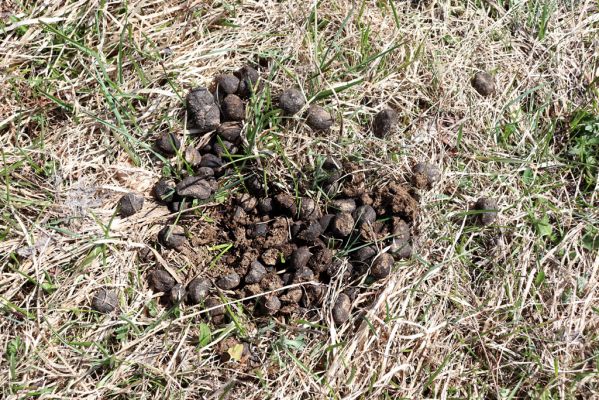 Kľačno, 8.4.2019
Malá Fatra, Fačkovské sedlo, louka u pramenů Nitry.
Schlüsselwörter: Kľačno Fačkovské sedlo