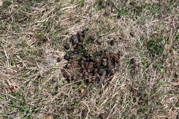 Kľačno, 8.4.2019
Malá Fatra, Fačkovské sedlo, louka u pramenů Nitry.
Schlüsselwörter: Kľačno Fačkovské sedlo