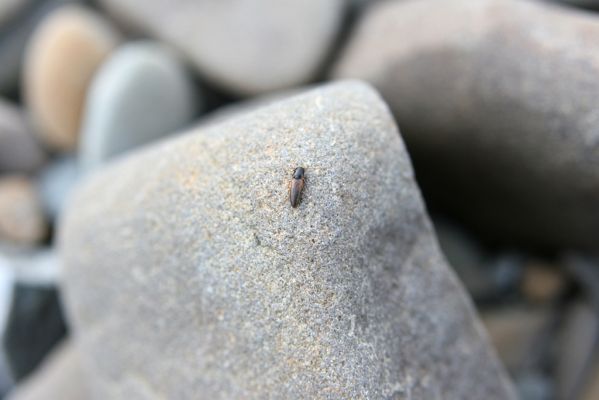 Kladeruby, 19.7.2017
Meandry Bečvy. Kovařík Adrastus circassicus.
Klíčová slova: Kladeruby řeka Bečva Adrastus circassicus