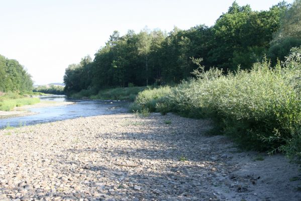 Kladeruby, 19.7.2017
Meandry Bečvy - štěrkový náplav. 
Klíčová slova: Kladeruby řeka Bečva Adrastus circassicus pallens rachifer Betarmon bisbimaculatus Negastrius pulchellus Zorochros quadriguttatus