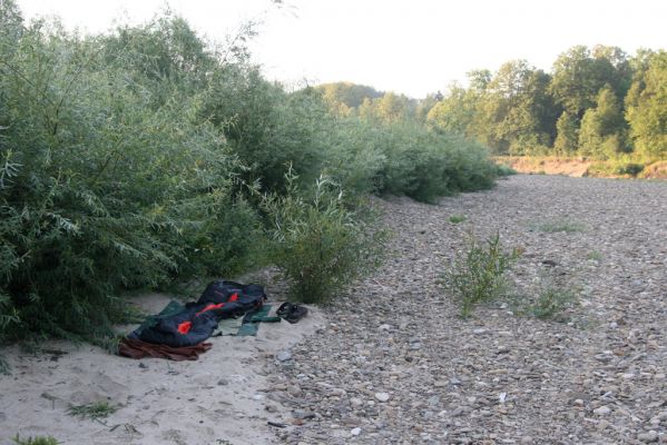 Kladeruby, 19.7.2017
Meandry Bečvy - písčitý a štěrkový náplav. 
Klíčová slova: Kladeruby řeka Bečva Adrastus circassicus pallens rachifer Betarmon bisbimaculatus Negastrius pulchellus Zorochros quadriguttatus dermestoides meridionalis