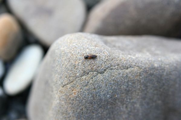 Kladeruby, 19.7.2017
Meandry Bečvy - štěrkový náplav. Kovařík Adrastus circassicus.
Klíčová slova: Kladeruby řeka Bečva Adrastus circassicus