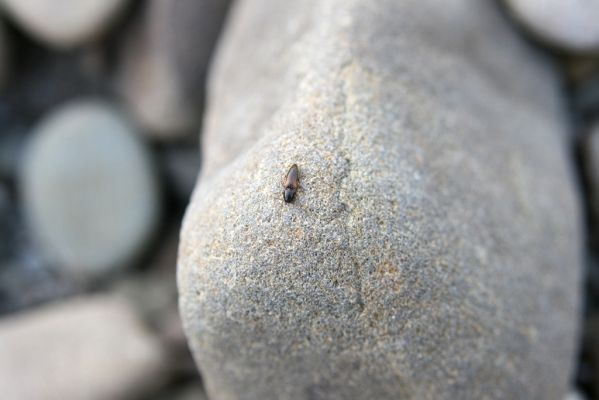 Kladeruby, 19.7.2017
Meandry Bečvy. Kovařík Adrastus circassicus.
Mots-clés: Kladeruby řeka Bečva Adrastus circassicus