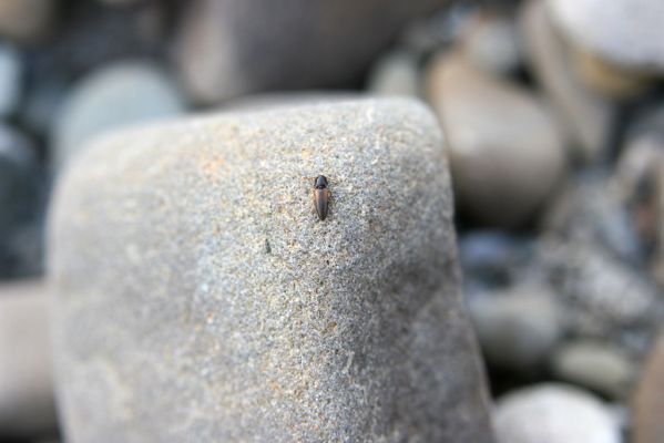 Kladeruby, 19.7.2017
Meandry Bečvy. Kovařík Adrastus circassicus.
Schlüsselwörter: Kladeruby řeka Bečva Adrastus circassicus