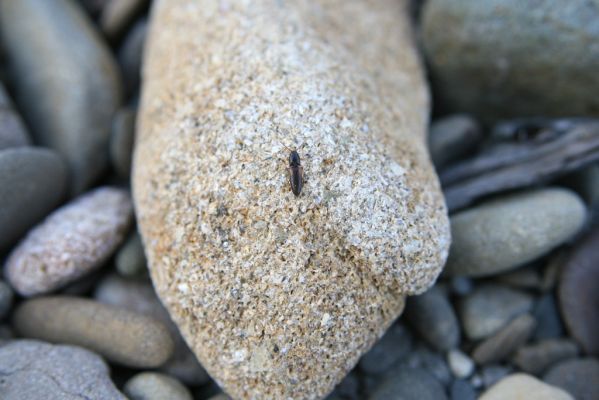 Kladeruby, 19.7.2017
Meandry Bečvy. Kovařík Adrastus circassicus.
Klíčová slova: Kladeruby řeka Bečva Adrastus circassicus