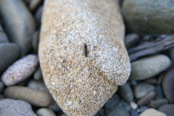 Kladeruby, 19.7.2017
Meandry Bečvy. Kovařík Adrastus circassicus.
Mots-clés: Kladeruby řeka Bečva Adrastus circassicus